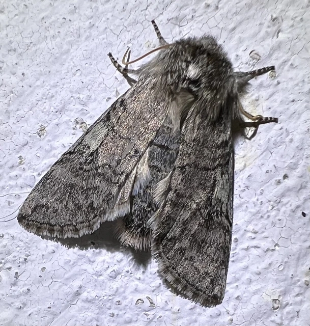 Achlya flavicornis - nyíres pihésszövő
