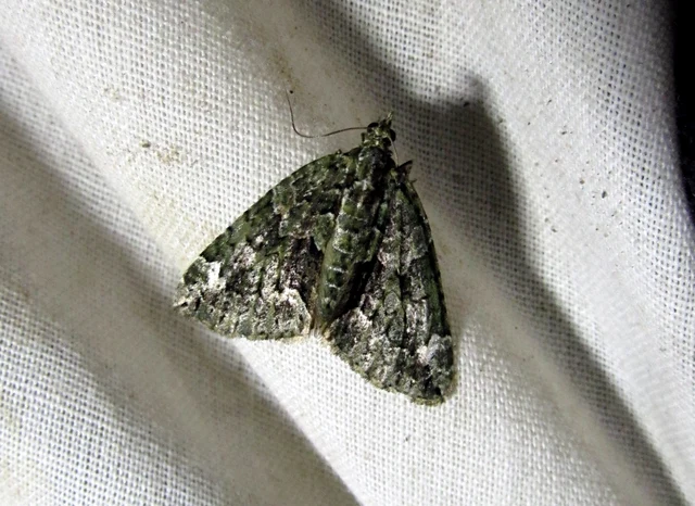 Chloroclysta siterata - salátazöld araszoló