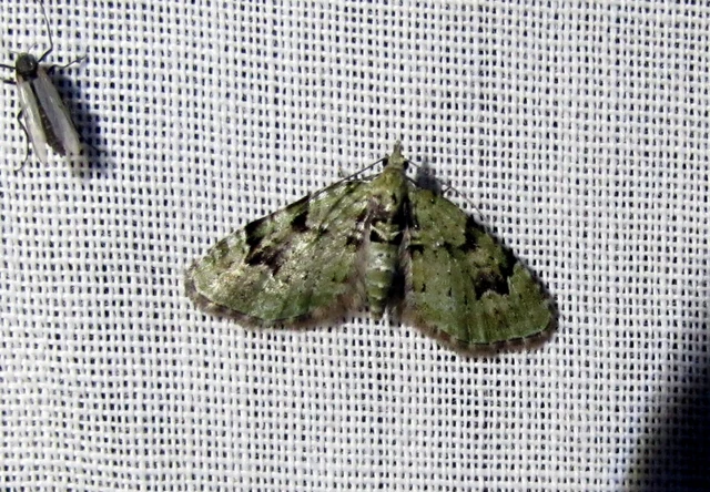 Chloroclystis v-ata - zöldes törpearaszoló