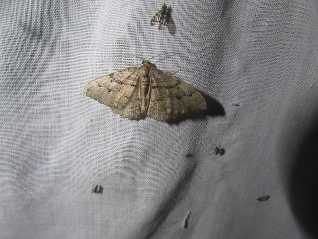 Hydria cervinalis - őzbarna araszoló