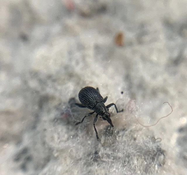 Oxystoma craccae - kaszanyügbükköny-cickányormányos