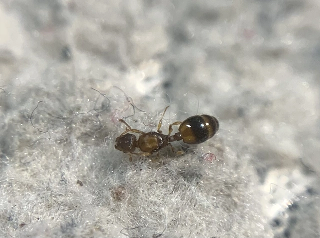 Temnothorax crassispinus - gubacslakó kéreghangya