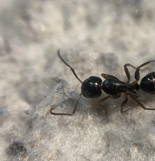 Camponotus fallax - ligeti lóhangya