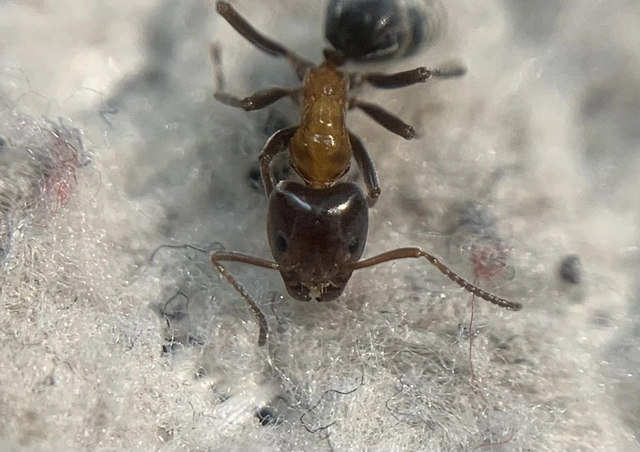 Liometopum microcephalum - tölgyfahangya
