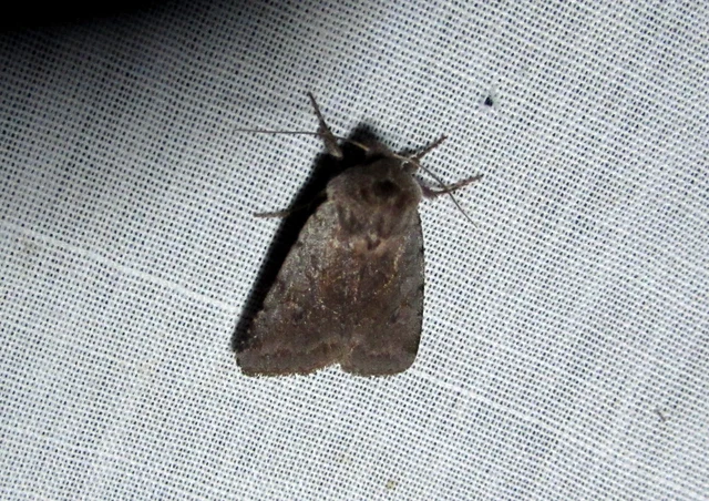 Cerastis rubricosa - vörhenyes tavaszibagoly