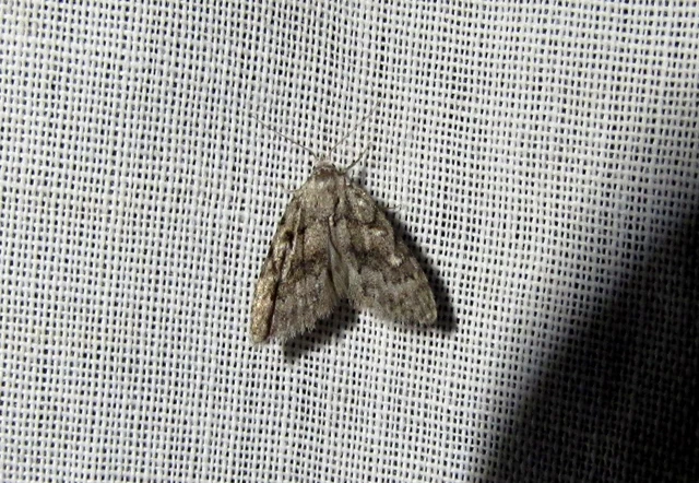 Nola cicatricalis - szürke pamacsosszövő