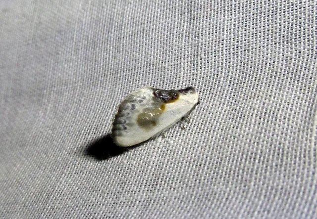 Cilix glaucata - törpe sarlósszövő