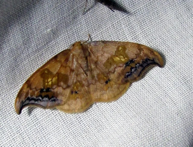Sabra harpagula - hársfa-sarlósszövő