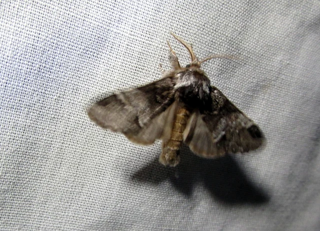 Drymonia dodonea - bélyeges púposszövő