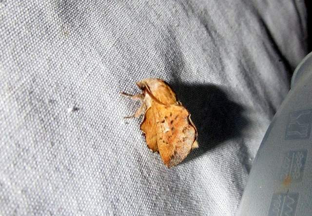 Phyllodesma tremulifolia - nyárlevélpohók