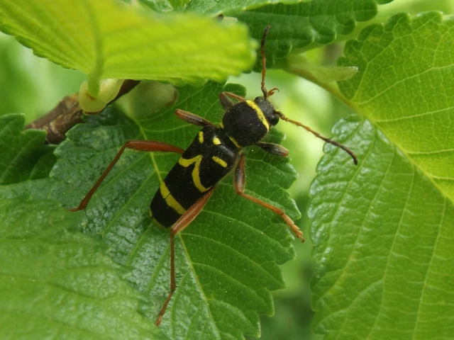 Clytus arietis - közönséges darázscincér