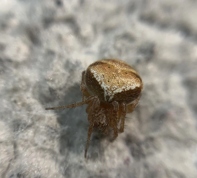 Araneus triguttatus - háromfoltos keresztespók