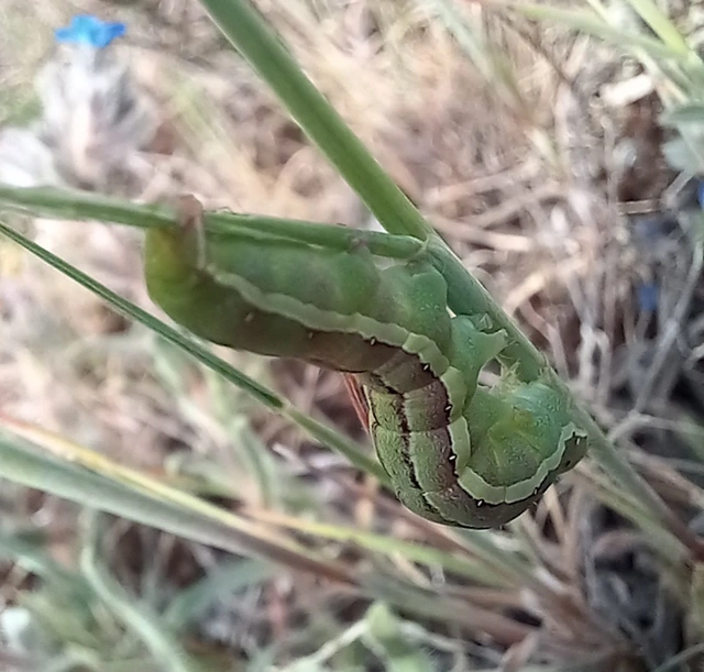 Aporophyla lutulenta - sziki őszibagoly