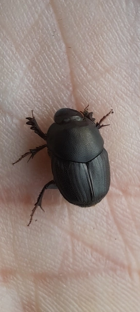 Onthophagus illyricus - tülkös trágyatúró