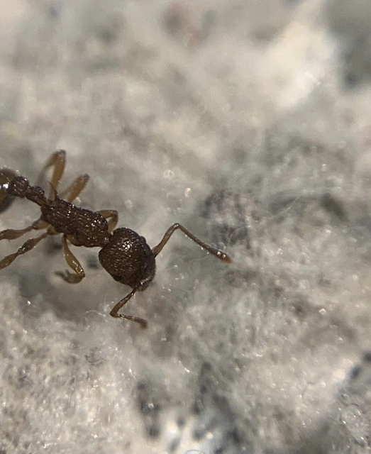 Myrmica sabuleti - gyakori bütyköshangya