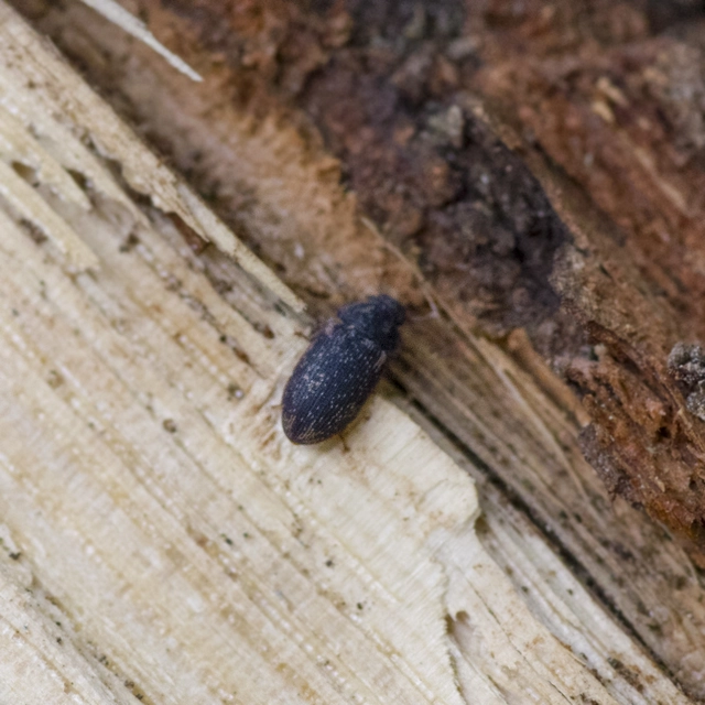 Colobicus hirtus - szegélyes héjbogár