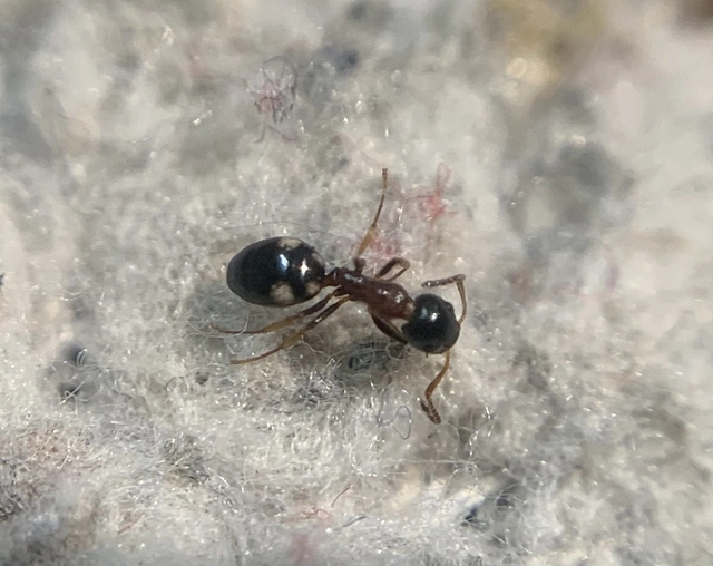 Dolichoderus quadripunctatus - négypettyes erdeihangya