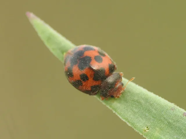 Subcoccinella vigintiquatuorpunctata - lucernaböde