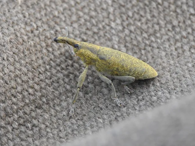 Lixus pulverulentus - mályvafúró dudvabarkó