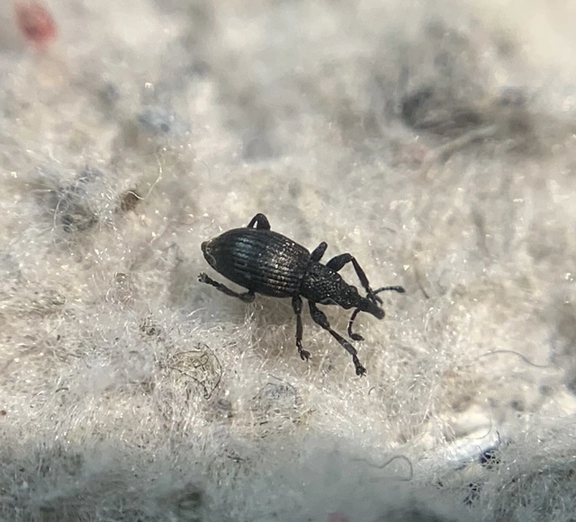 Ceratapion onopordi - szamárbogáncs-cickányormányos Ceratapion onopordi - szamárbogáncs-cickányormányos