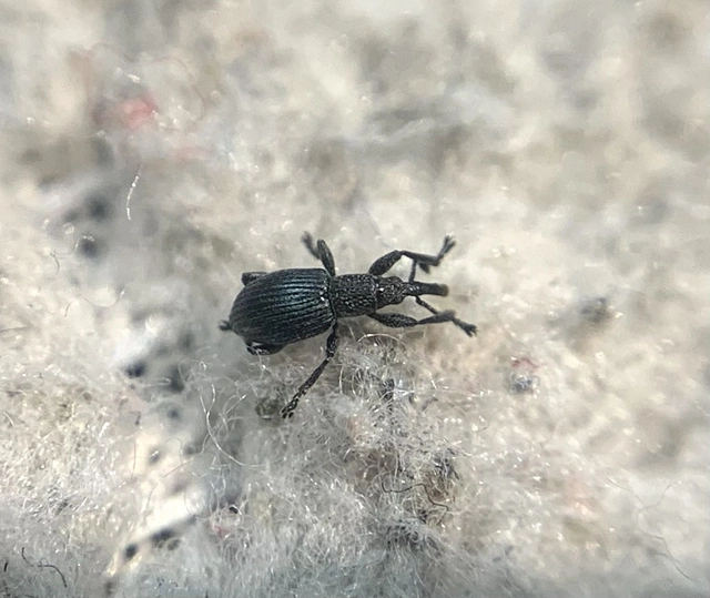 Ceratapion onopordi - szamárbogáncs-cickányormányos Ceratapion onopordi - szamárbogáncs-cickányormányos
