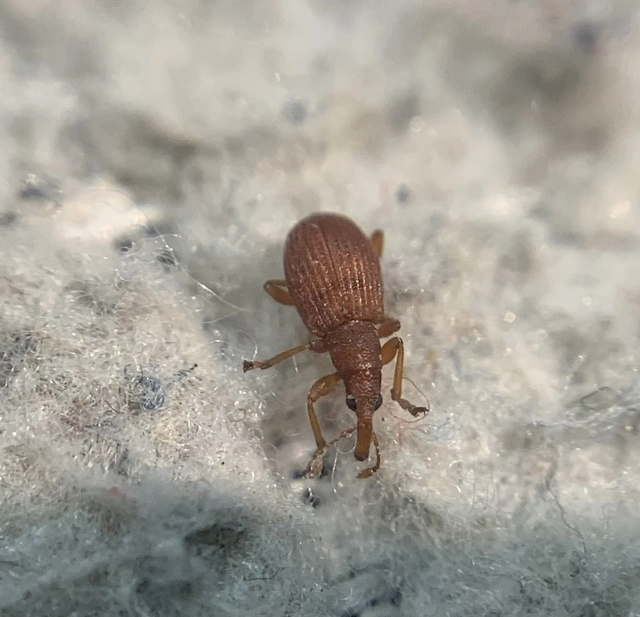 Apion haematodes - madársóska-cickányormányos