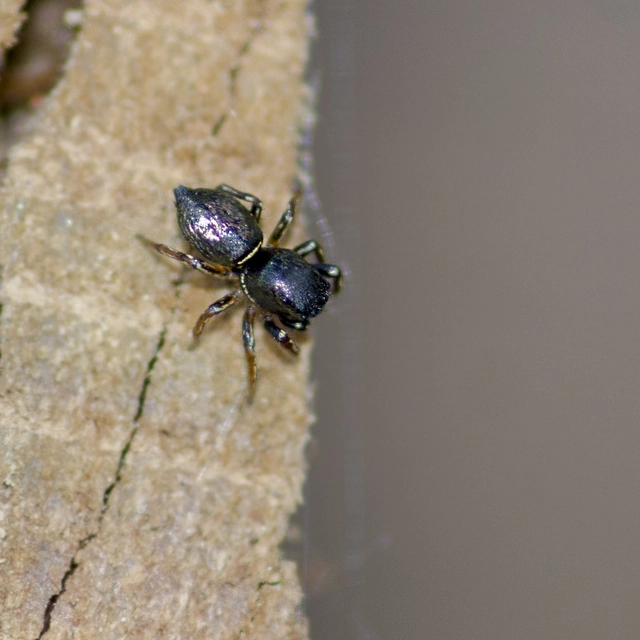 Heliophanus auratus - aranyos ugrópók