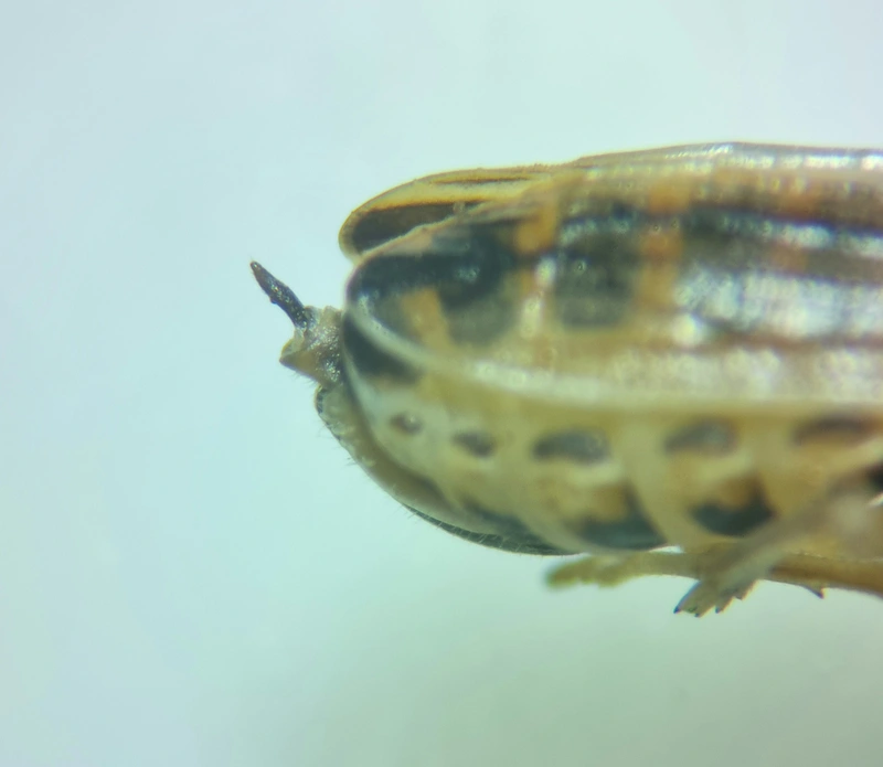 Kelisia