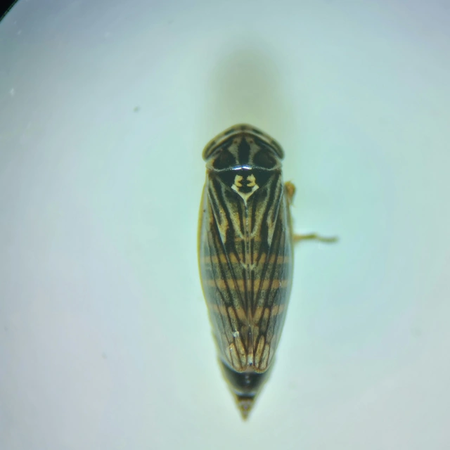 Anaceratagallia