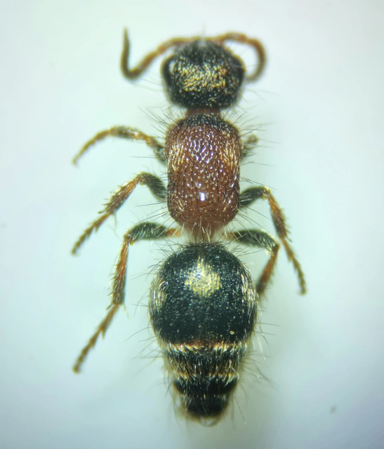Mutillidae - hangyadarazsak
