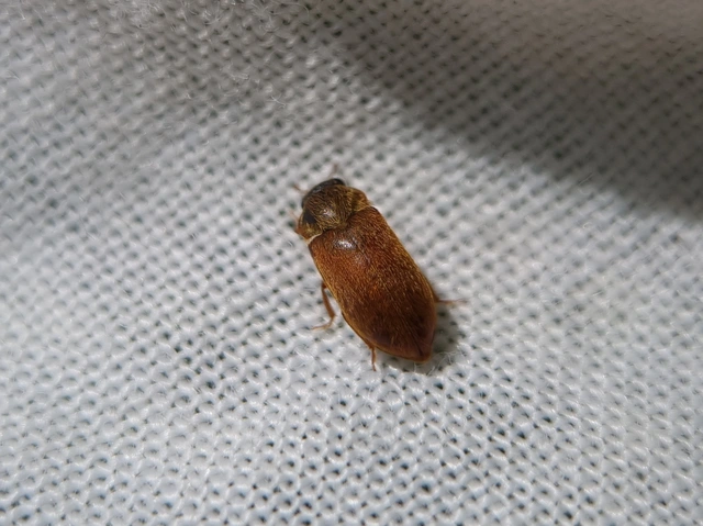 Byturus ochraceus - gyömbérgyökérbogár
