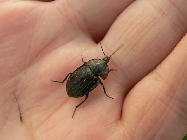 Phosphuga atrata - bordás csigarabló