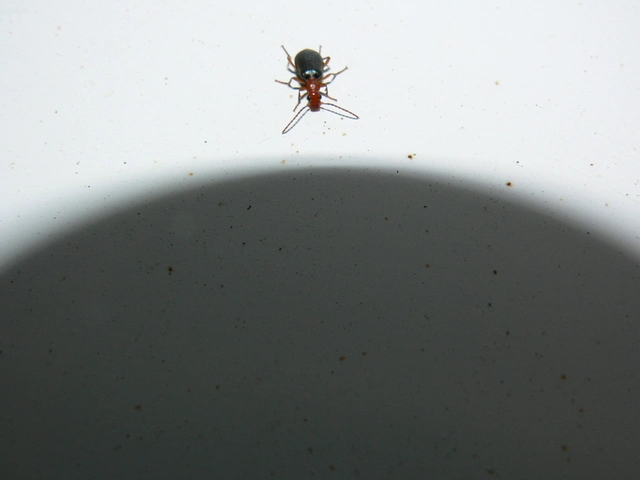 Brachinus explodens - kis pöfögőfutó