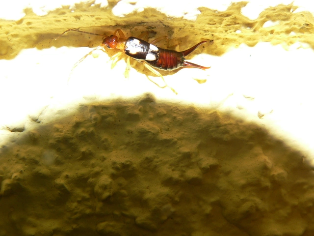 Forficula smyrnensis - szmirnai fülbemászó
