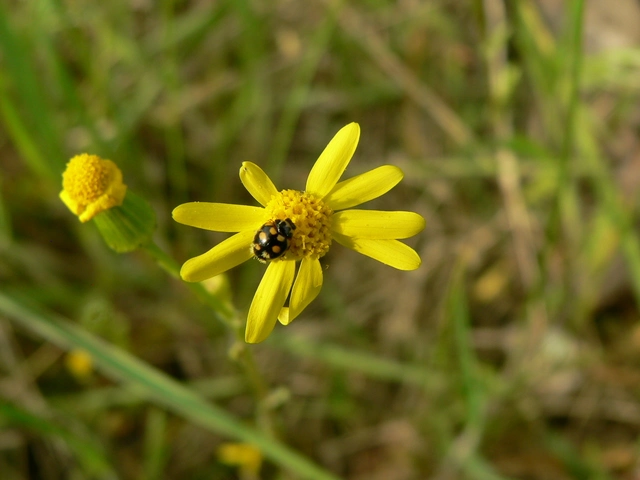 Coccinula quatuordecimpustulata - feketesárga katóka