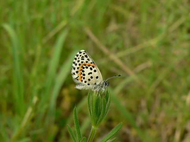 Scolitantides orion - szemes boglárka