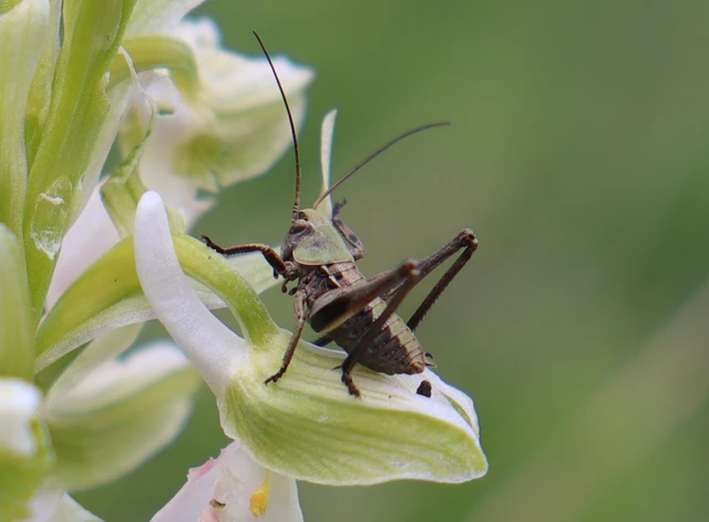 Decticus verrucivorus - szemölcsevő szöcske