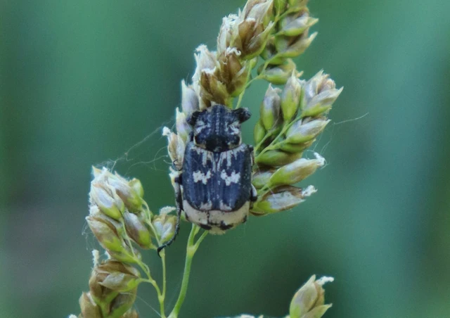 Valgus hemipterus - suta virágbogár