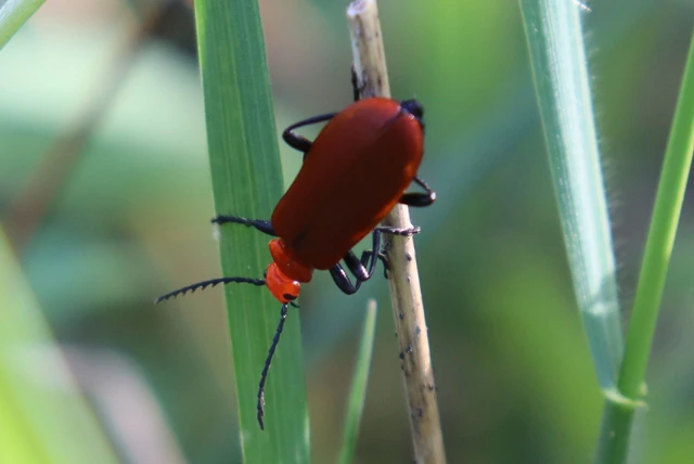 Pyrochroa serraticornis - közép-bíborbogár
