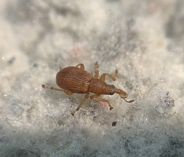 Apion haematodes - madársóska-cickányormányos