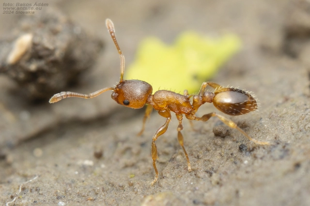 Temnothorax crassispinus - gubacslakó kéreghangya