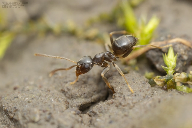 Lasius alienus - kövi feketehangya