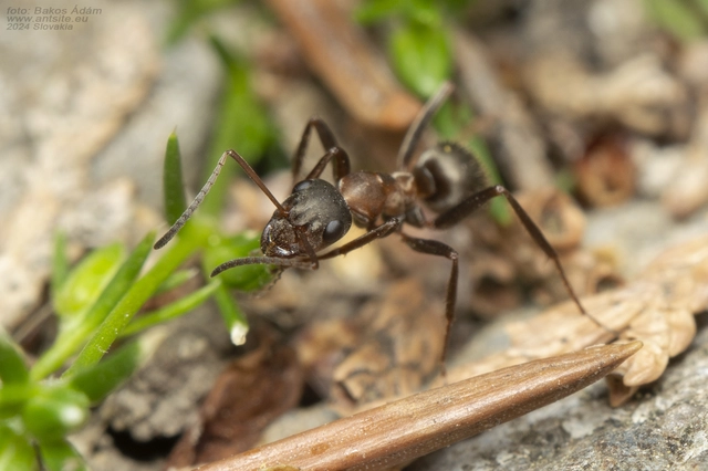 Formica rufibarbis - vörös rabszolgahangya