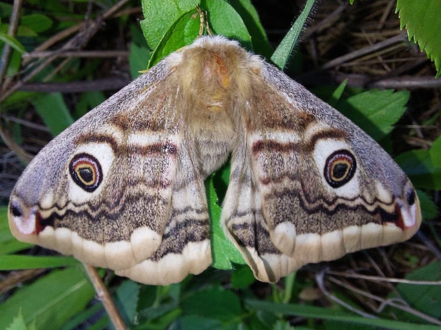 Saturnia pavoniella/pavonia