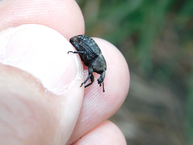 Minyops variolosus - nyugati bordásormányos