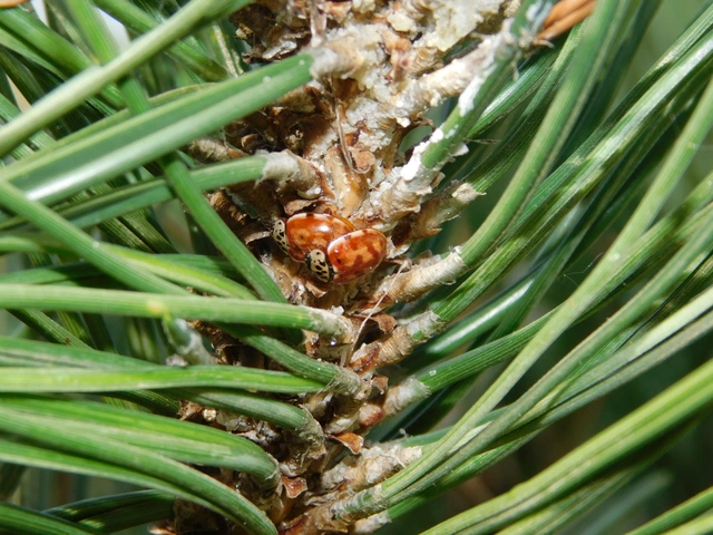 Harmonia quadripunctata - négypettyes katica