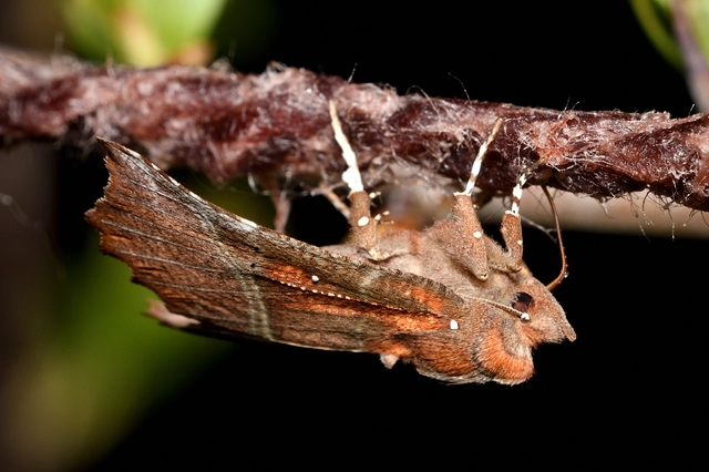 Scoliopteryx libatrix - vörös csipkésbagoly