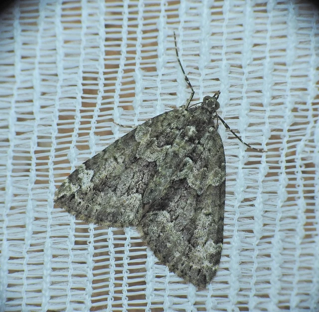 Chloroclysta siterata - salátazöld araszoló