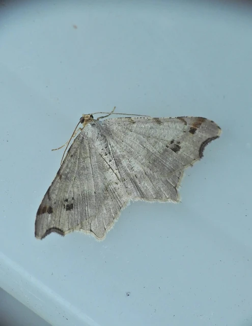 Macaria alternata - közönséges szürkearaszoló