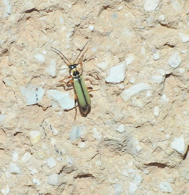 Metacantharis clypeata - tavaszi lágybogár